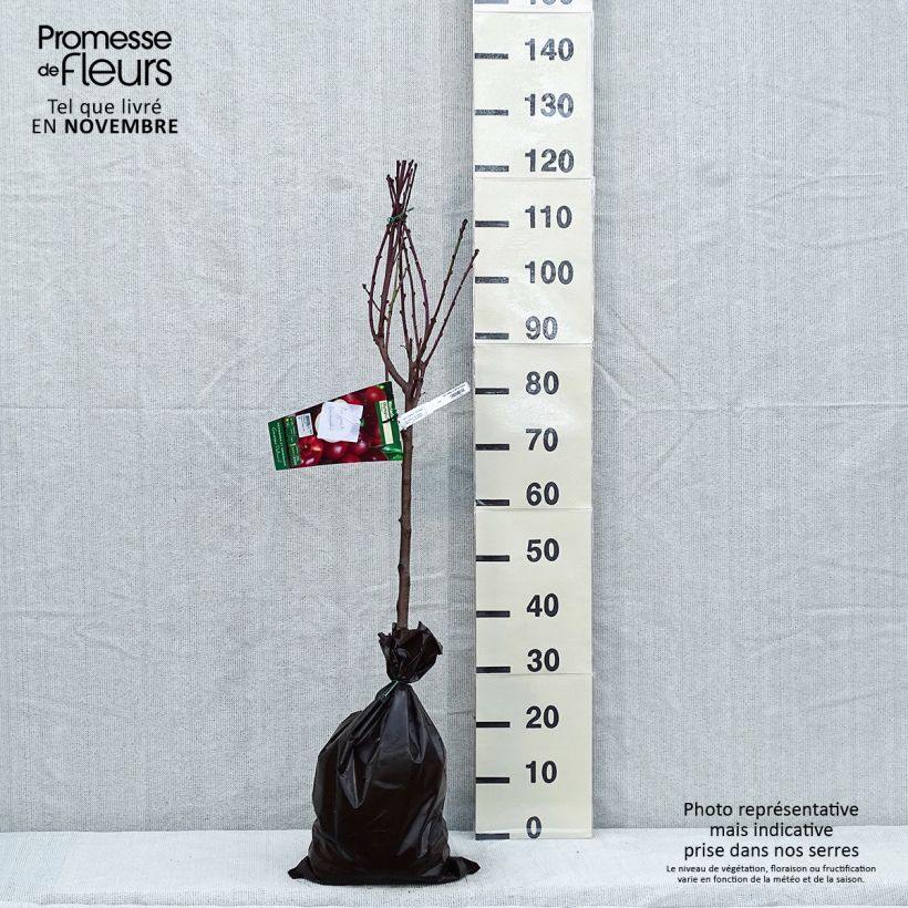 Amostra de Nectarinier Olympio - Georges Delbard Torrão "Pronto a plantar", Copo tal como entregue no outono