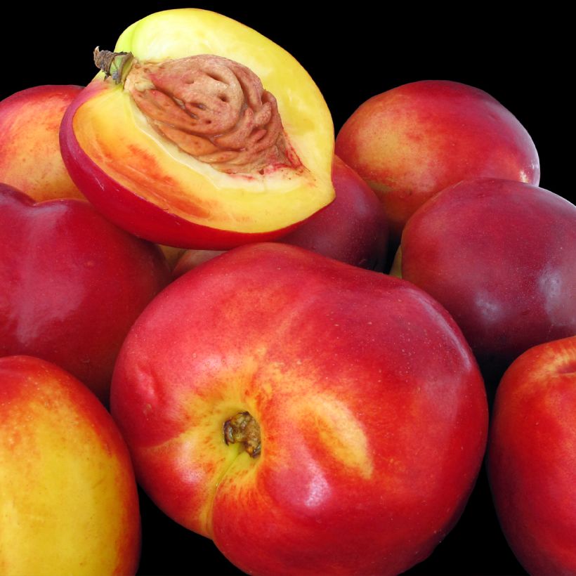 Nectarineira Flavor Top - Prunus persica-nucipersica (Colheita)