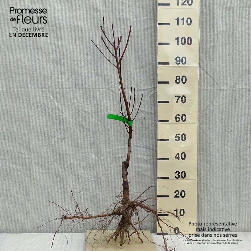 Amostra de Nectarinier - Prunus persica nucipersica Nectarose Raízes nuas, Rebento tal como entregue no inverno