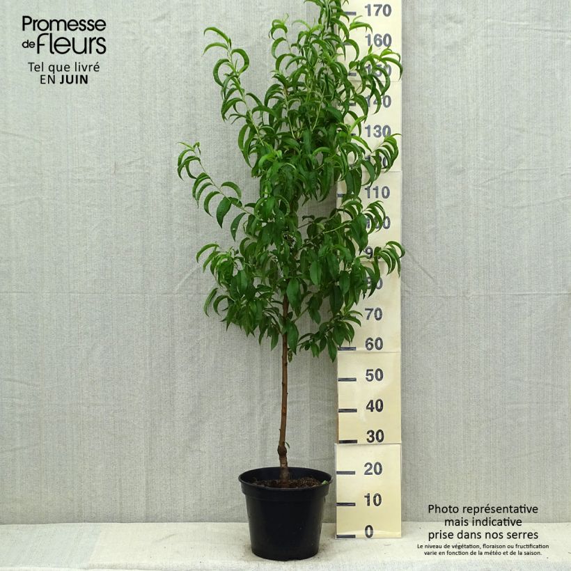 Amostra de Nectarineira Nectarose - Prunus persica nucipersica Vaso de 7,5 L/10 L, Copo tal como entregue no verão
