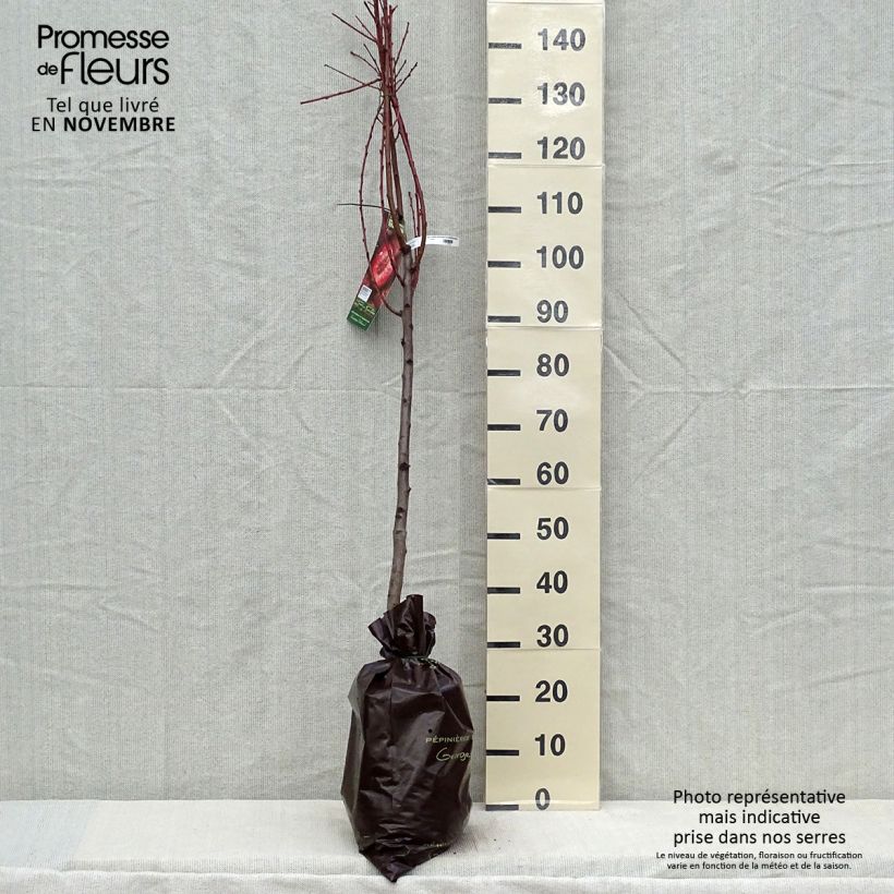 Amostra de Nectarineira Sanguínea de Auvergne Georges Delbard - Prunus persica Torrão "Pronto a plantar", Copo tal como entregue no outono