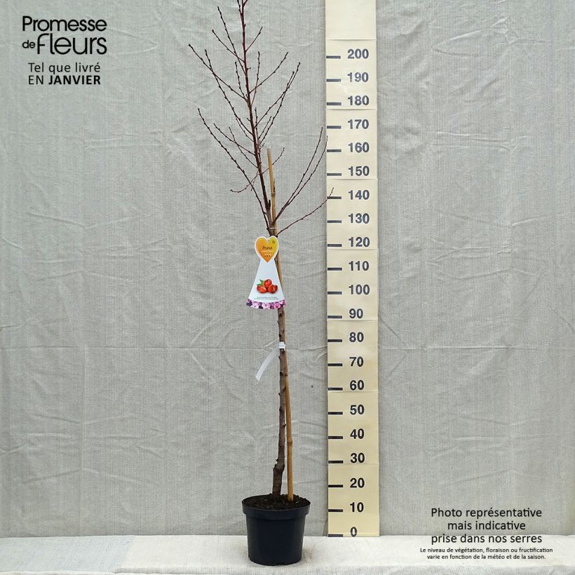 Amostra de Nectarinier à fruits plats Flateryna - Prunus persica nucipersica Vaso de 7,5 L/10 L, Meia haste tal como entregue no inverno