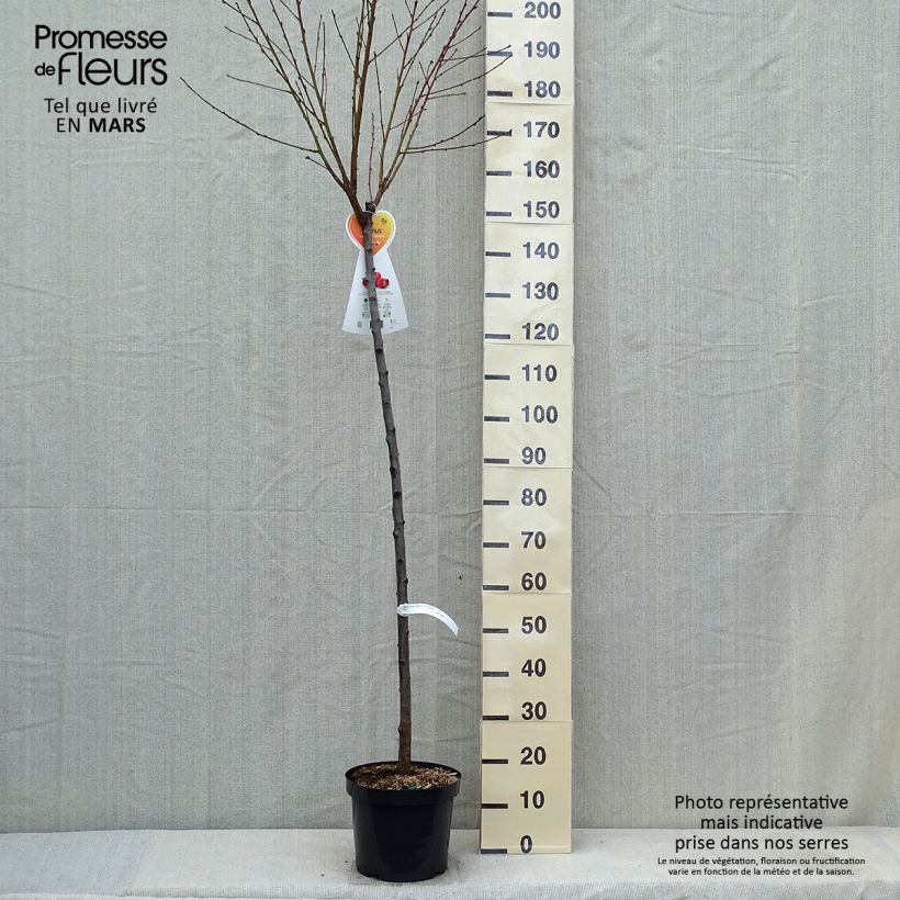 Amostra de Nectarineira Flateryna - Prunus persica-nucipersica Vaso de 7,5 L/10 L, Meia haste tal como entregue na primavera