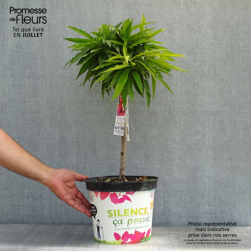 Amostra de Nectarineira anã Garden Beauty - Prunus persica Vaso de 6 L/7 L, 1/4 de haste tal como entregue no verão