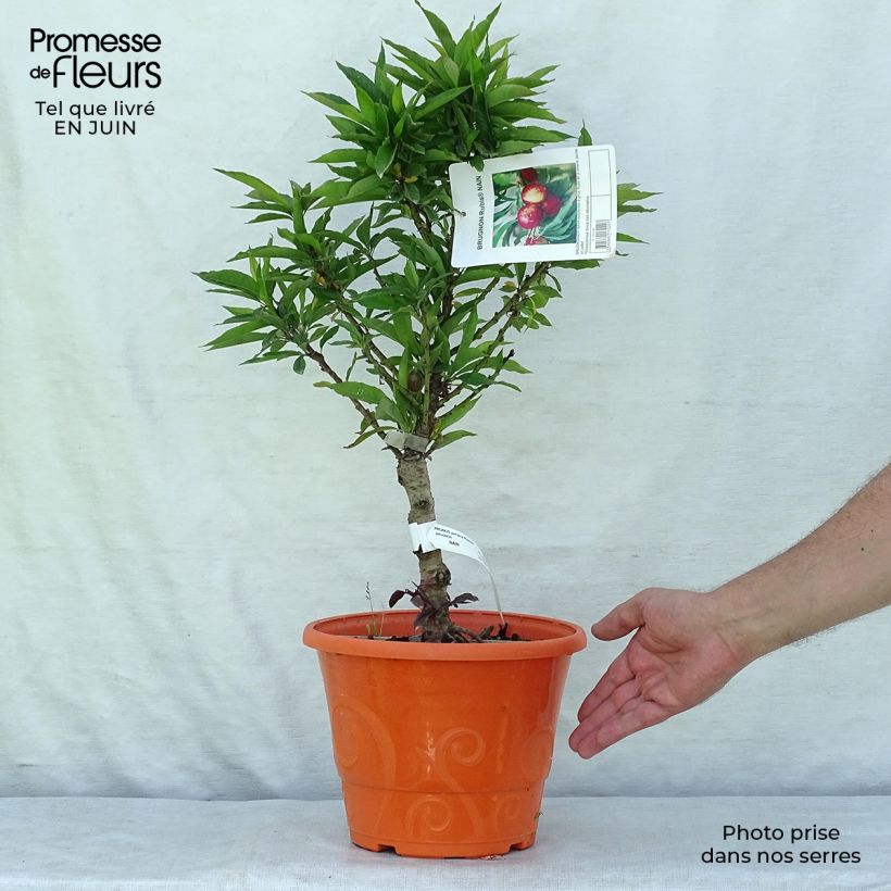 Amostra de Nectarineira anã Necta Zee - Prunus persica Vaso de 7,5 L/10 L, 1/4 de haste tal como entregue no verão