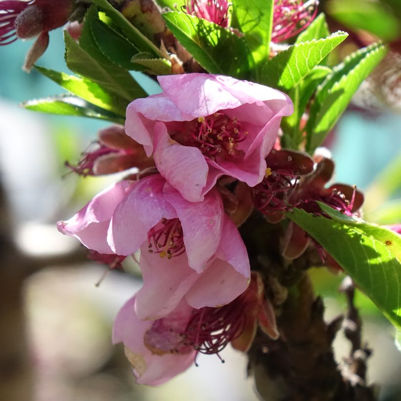 Nectarineira anã Snow Baby - Prunus persica (Floração)