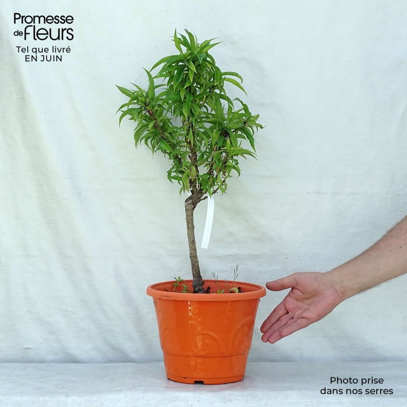 Amostra de Nectarineira anã Snow Baby - Prunus persica Vaso de 7,5 L/10 L, 1/4 de haste tal como entregue no verão