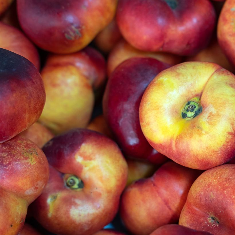 Nectarineira Plat - Prunus persica nucipersica (Colheita)