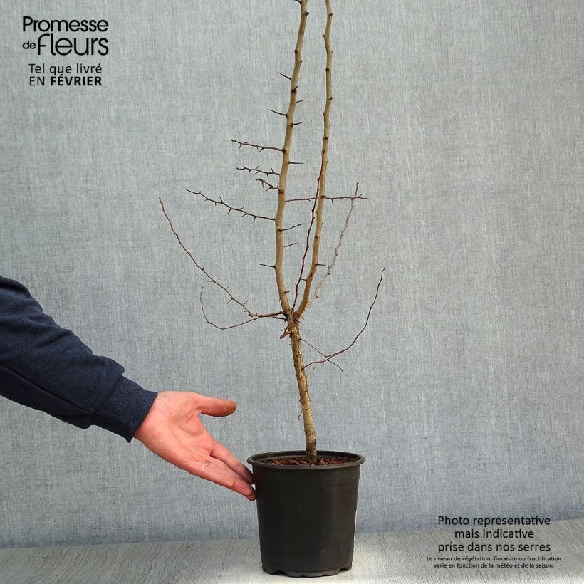 Amostra de Nespereira-europeia Vaso de 2 L/3 L tal como entregue no inverno