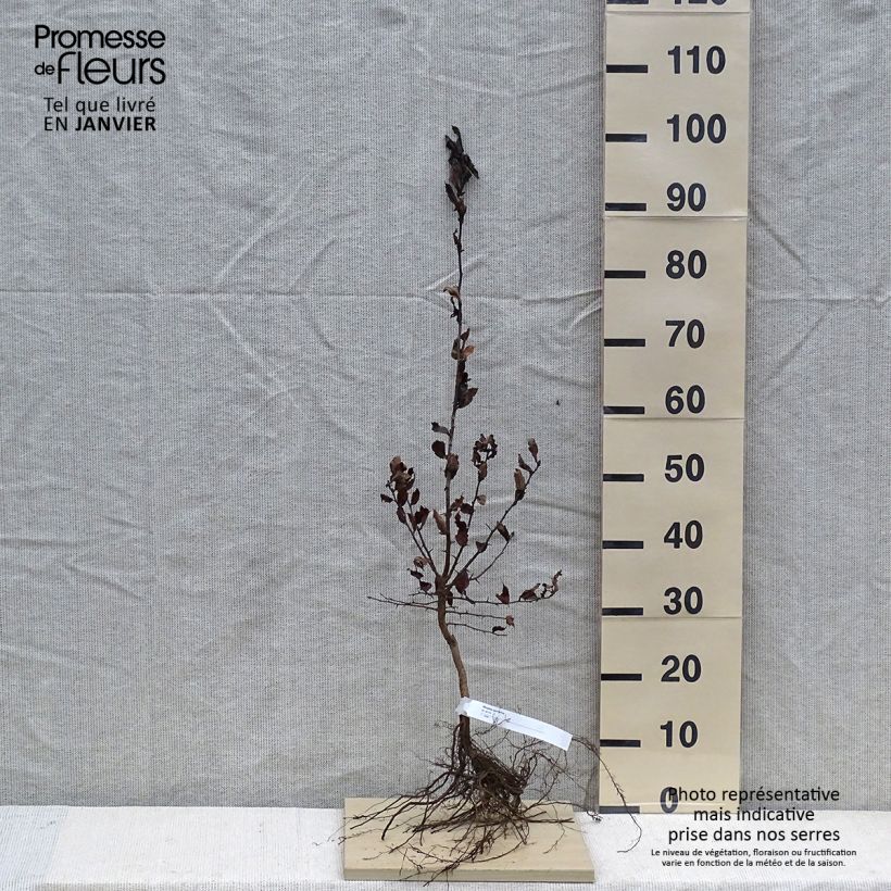 Amostra de Nespereira-europeia Raízes nuas tal como entregue no inverno