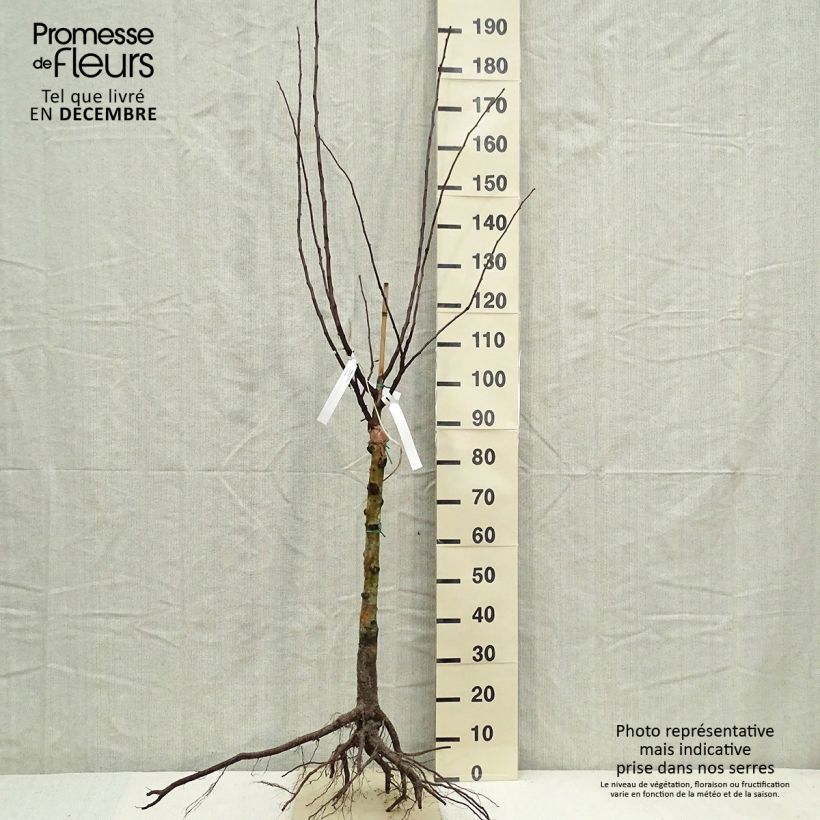 Amostra de Nespereira-europeia Raízes nuas tal como entregue no inverno