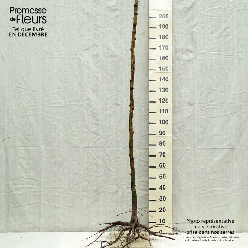 Amostra de Nespereira-europeia Raízes nuas tal como entregue no inverno