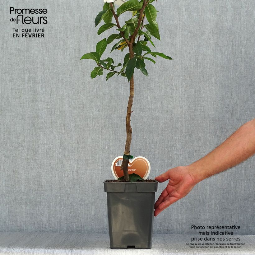 Amostra de Nespereira Westerveld - Mespilus germanica Vaso de 4 L/5 L tal como entregue no outono