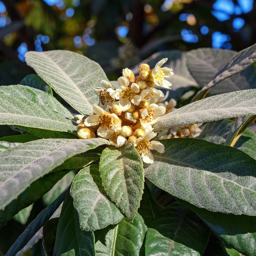 Nespereira Argelino - Eriobotrya japonica (Floração)