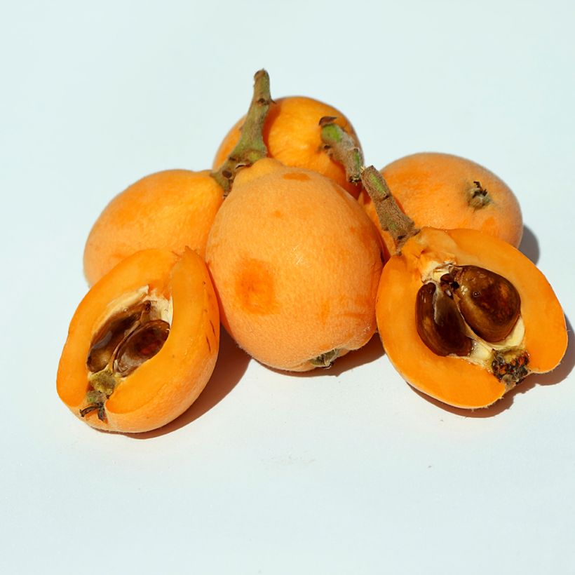 Nespereira Argelino - Eriobotrya japonica (Colheita)