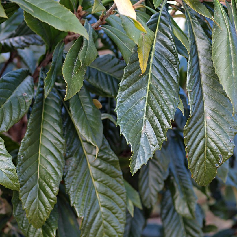 Nespereira Tanaka - Eriobotrya japonica (Folhagem)