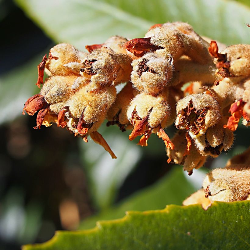 Nespereira Tanaka - Eriobotrya japonica (Floração)