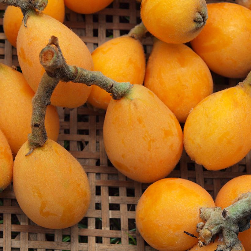 Nespereira Tanaka - Eriobotrya japonica (Colheita)