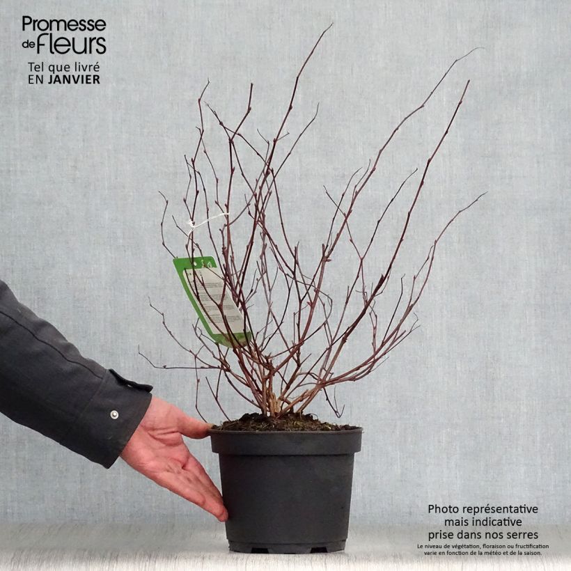 Amostra de Neillia affinis Vaso de 2 L/3 L tal como entregue no inverno