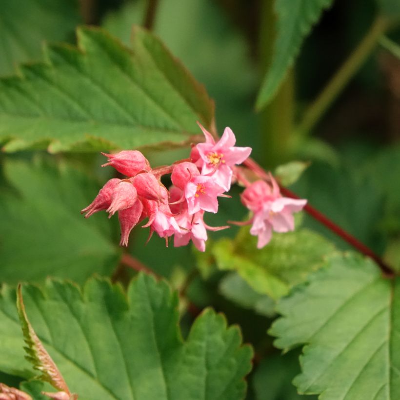 Neillia affinis (Floração)