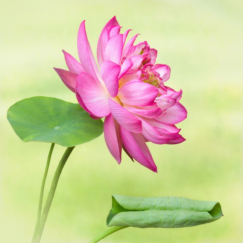 Lótus Elite Red - Nelumbo (Floração)