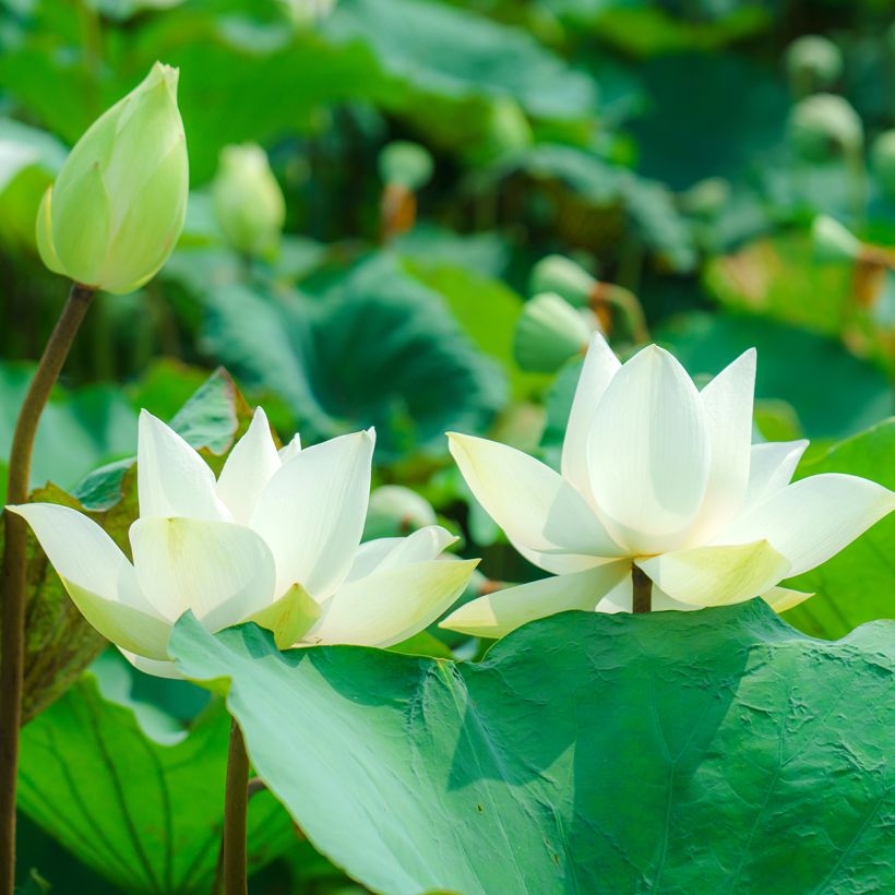 Lótus Hong Bian Yudie - Nelumbo nucifera (Floração)
