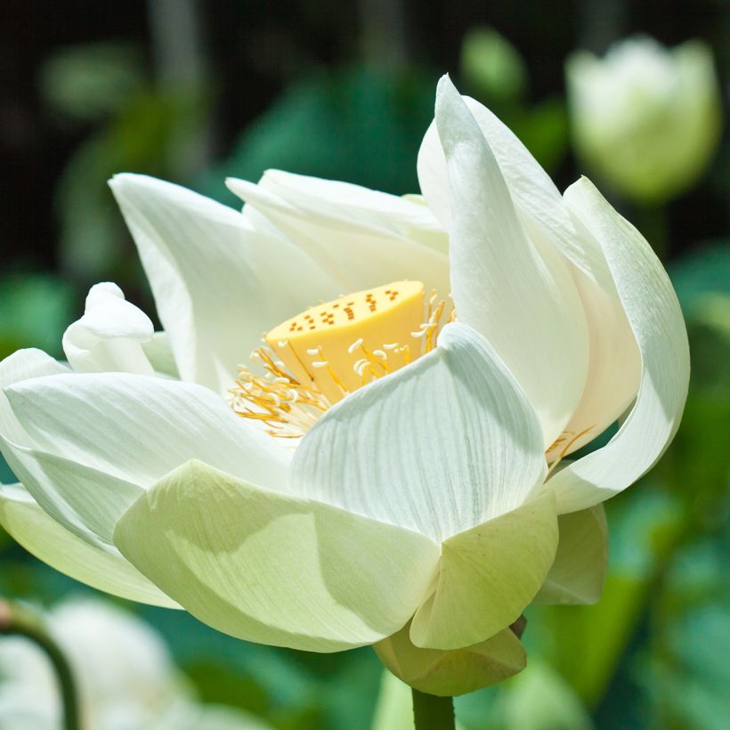 Lótus Stellar White (Floração)