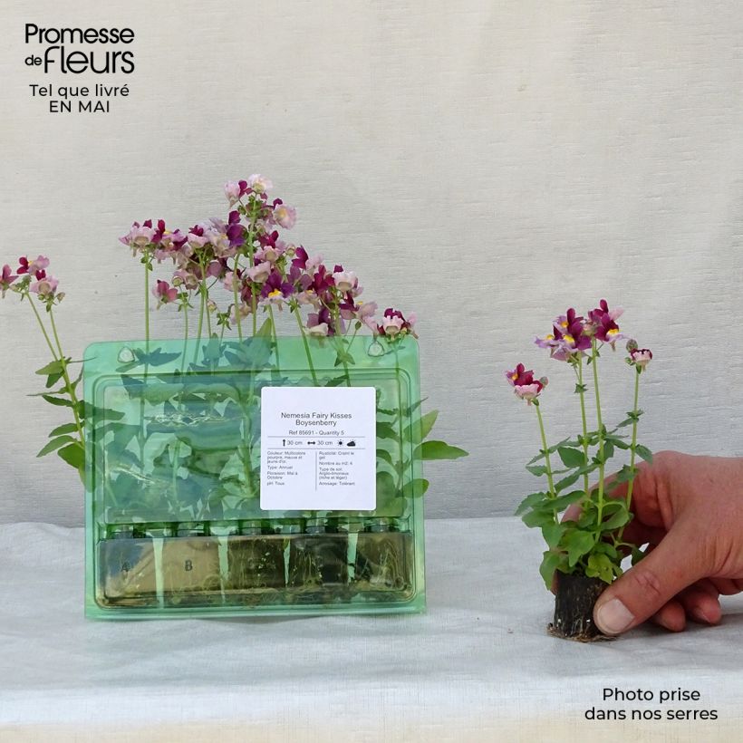 Amostra de Nemesia Fairy Kisses Boysenberry  Mini-torrão Ø 1,5/2,5 cm tal como entregue na primavera