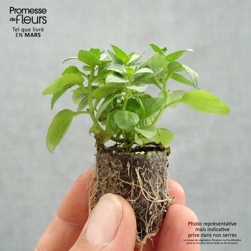 Amostra de Nemesia Fairy Kisses Citrine Mini-torrão Ø 3/4 cm tal como entregue na primavera