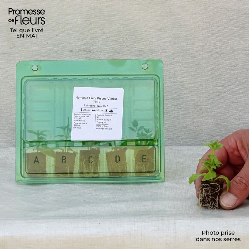 Amostra de Nemesia Fairy Kisses Vanilla Berry Mini-torrão Ø 1,5/2,5 cm tal como entregue na primavera