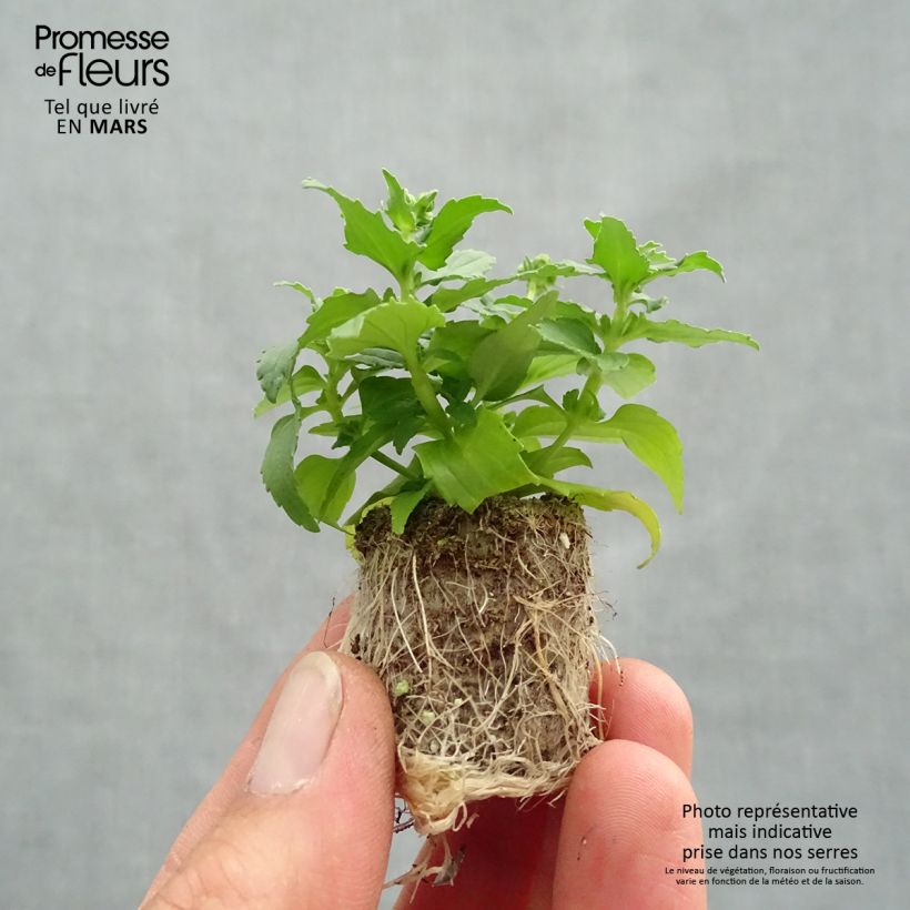 Amostra de Nemesia Honey White - Sunpeddle White Perfume Mini-torrão Ø 1,5/2,5 cm tal como entregue na primavera