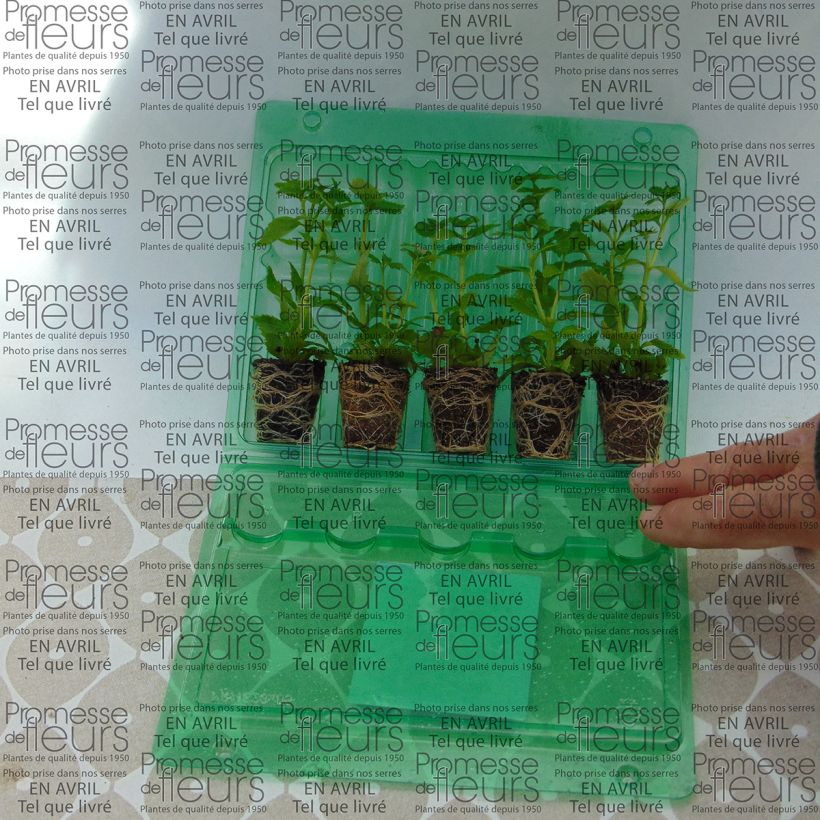 Exemplo de amostra de Némésia Karoo White Mini-torrão Ø 3/4 cm tal como entregue