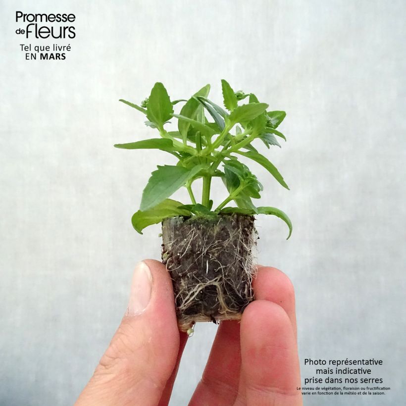 Amostra de Nemesia Sunpeddle Painted Rose - Miroir des Elfes Mini-torrão Ø 3/4 cm tal como entregue na primavera