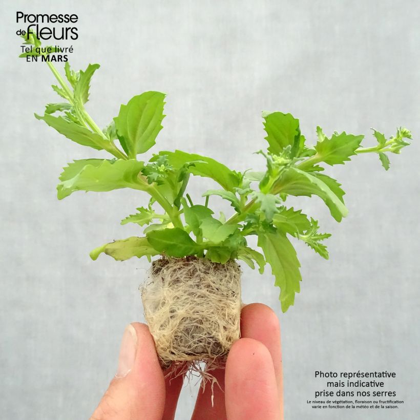 Amostra de Nemesia Sunsatia Cherry On Ice Mini-motte Ø 3/4 cm tal como entregue na primavera