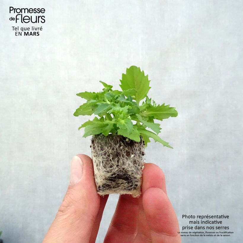 Amostra de Némésia Sunsatia Plus Berry Delight Mini-torrão Ø 3/4 cm tal como entregue na primavera