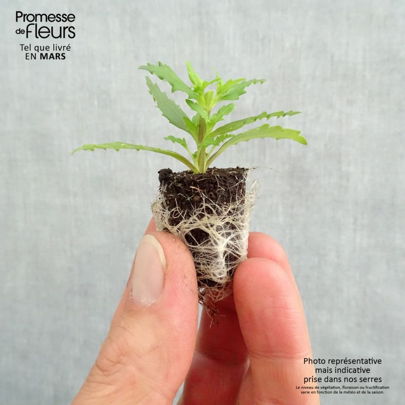 Amostra de Némésia Sunsatia Plus Little Vanilla Mini-torrão Ø 1,5/2,5 cm tal como entregue na primavera