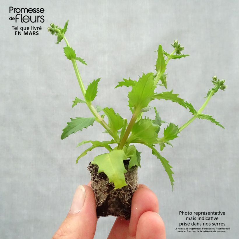 Amostra de Nemesia Sunsatia Plus Strawberry Mini-motte Ø 3/4 cm tal como entregue na primavera