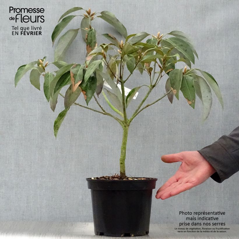 Amostra de Neolitsea sericea Vaso de 4 L/5 L tal como entregue no inverno