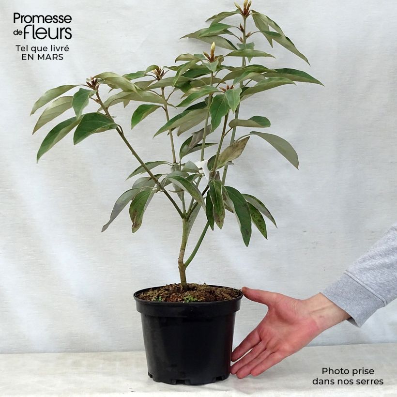 Amostra de Neolitsea sericea Vaso de 4 L/5 L tal como entregue na primavera