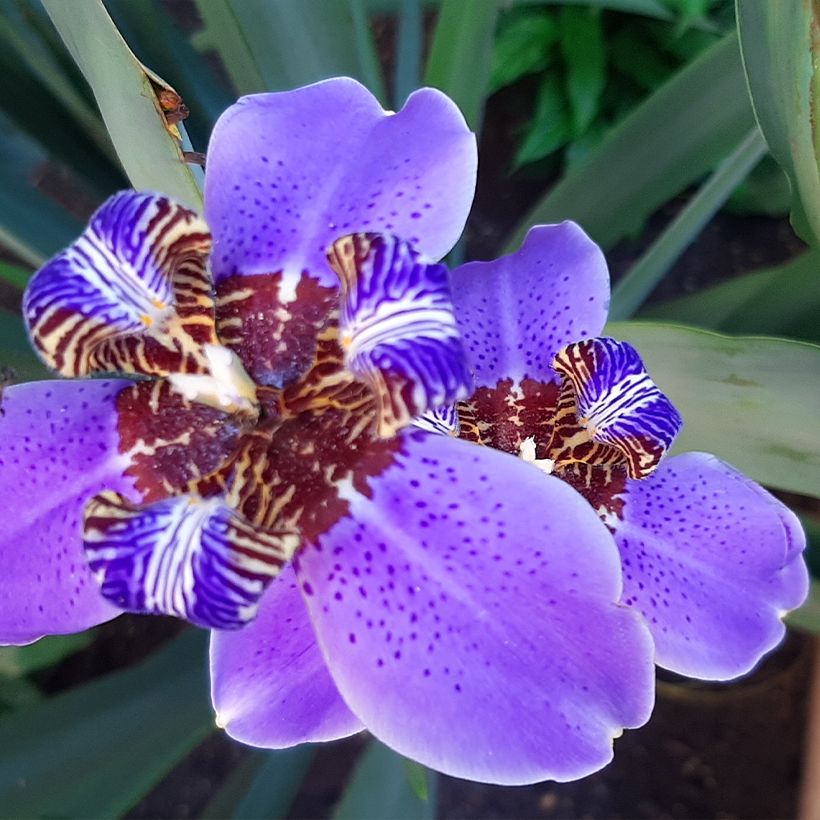 Neomarica caerulea Sky Blue (Floração)
