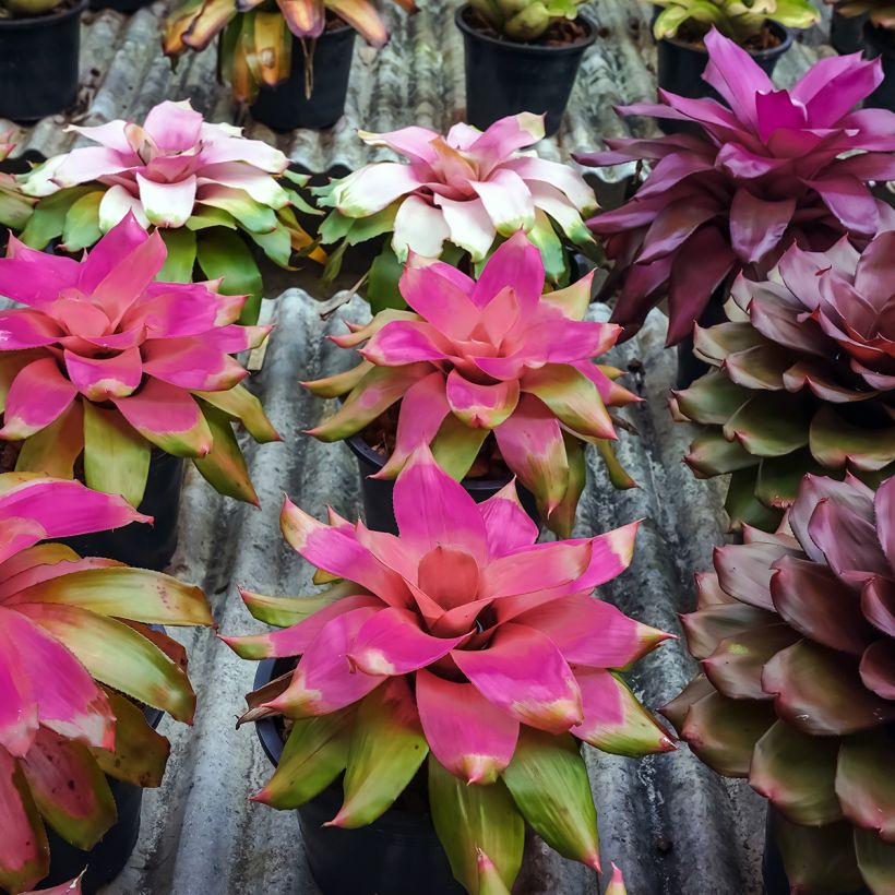 Neoregelia Medusa - Bromélia (Hábito)