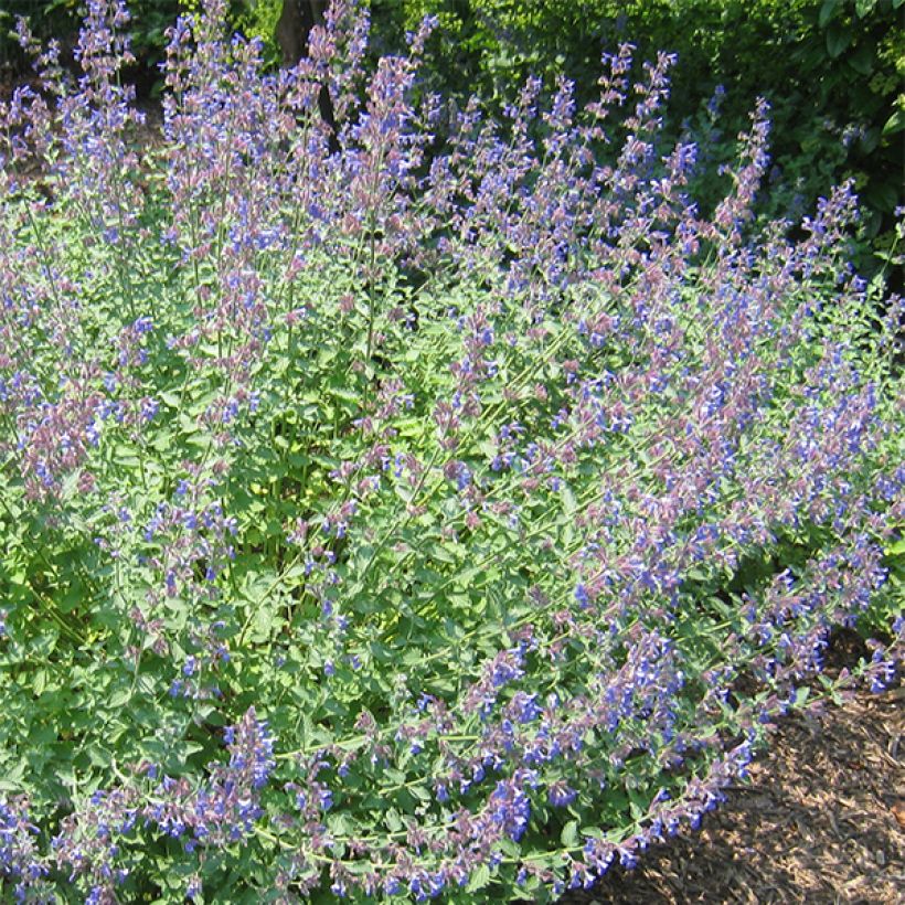 Nepeta Blue Dragon (Floração)