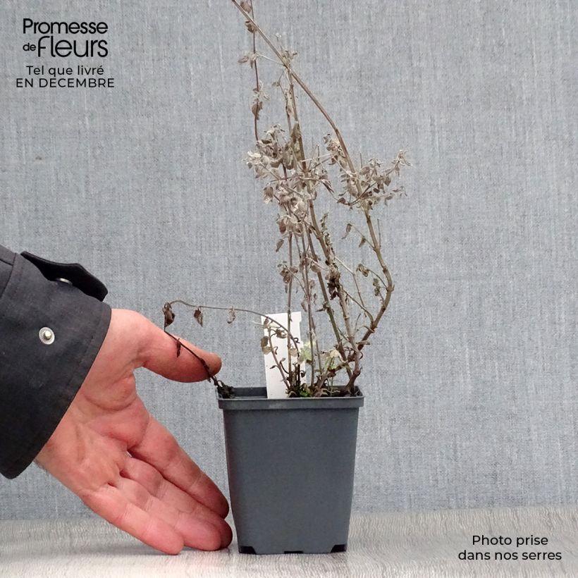 Amostra de Nepeta Blue Dragon - Nepeta à fleurs bleu-violet Godet de 8/9 cm tal como entregue no inverno