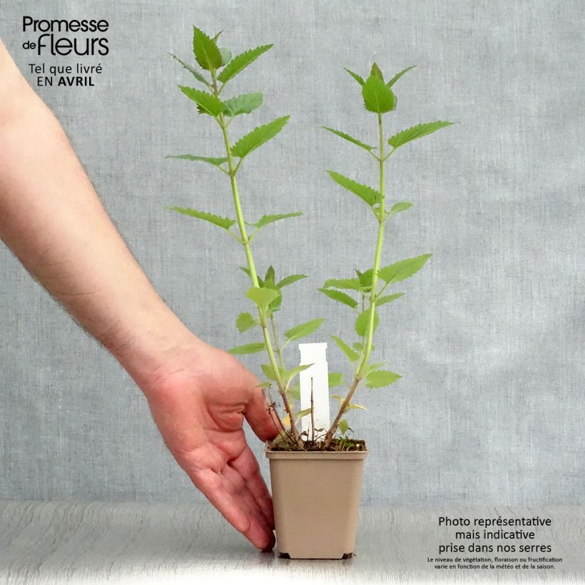 Amostra de Nepeta Blue Dragon Vaso de 8/9 cm tal como entregue na primavera