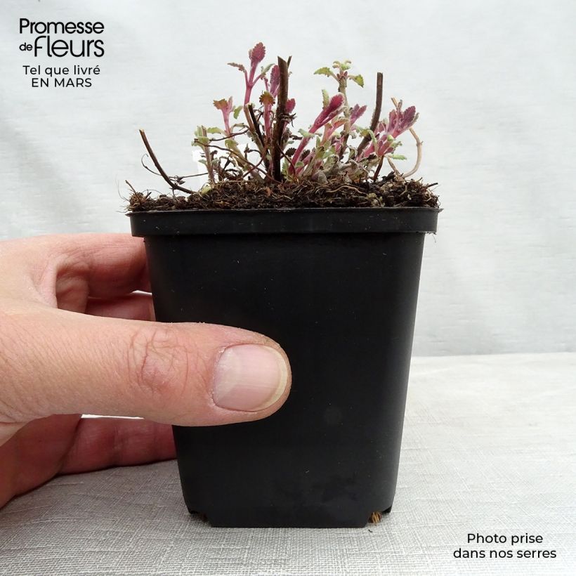 Amostra de Nepeta Kit Cat - Chataire Vaso de 8/9 cm tal como entregue no inverno