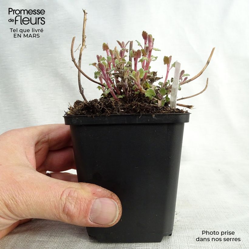 Amostra de Nepeta faassenii Kit Cat Vaso de 8/9 cm tal como entregue na primavera