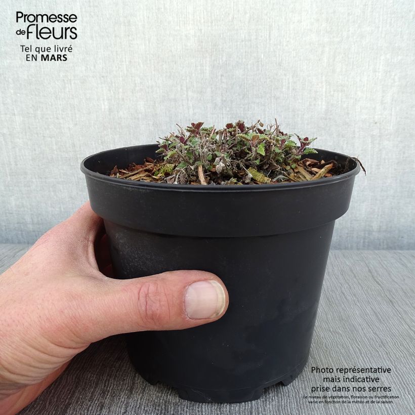 Amostra de Nepeta Kit Cat - Chataire Vaso de 2 L/3 L tal como entregue no inverno