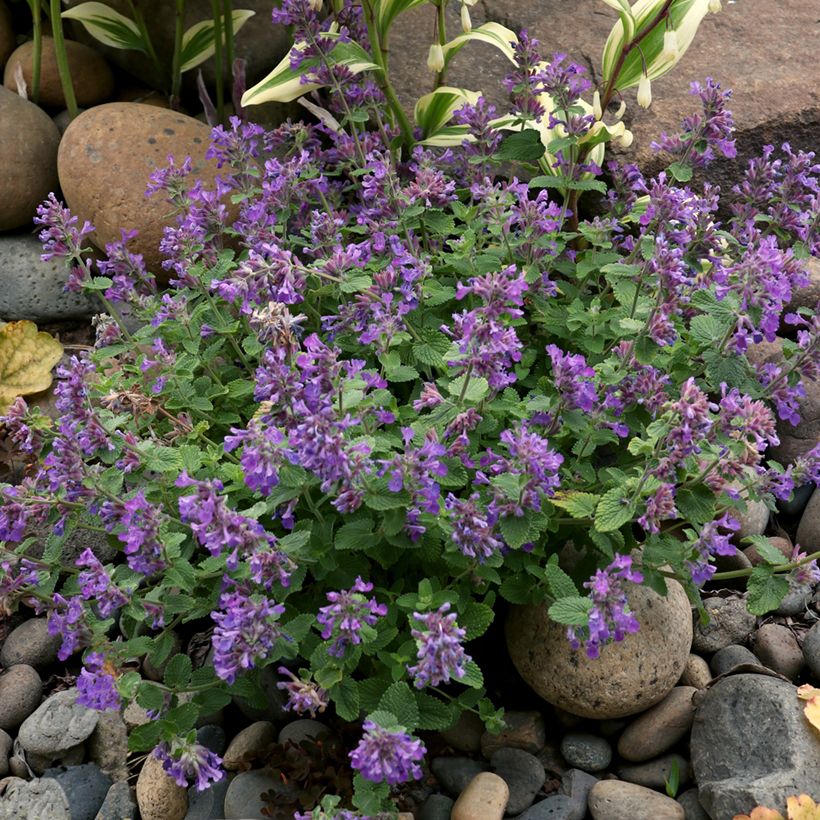 Nepeta faassenii Nova Blue (Hábito)
