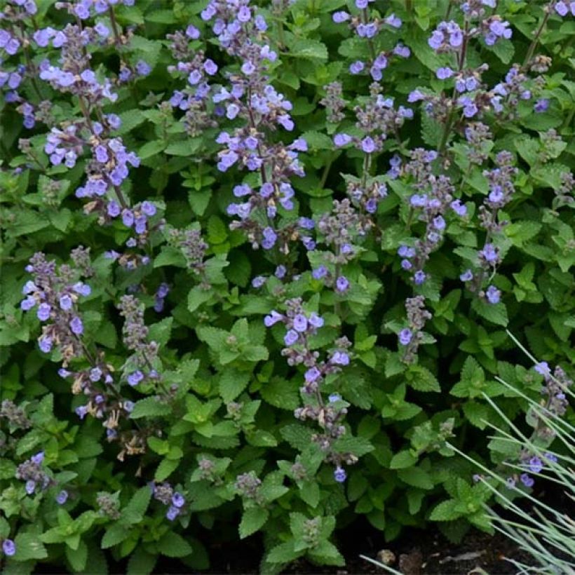 Nepeta faassenii Purrsian Blue (Folhagem)