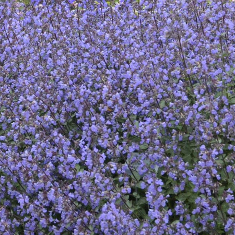 Nepeta faassenii Purrsian Blue (Floração)